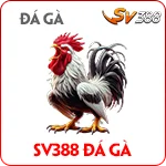 Đá GÀ SV6388