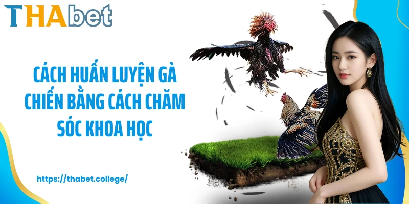 Cách huấn luyện gà chiến bằng cách chăm sóc khoa học