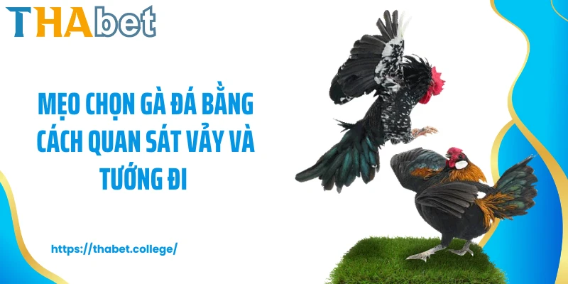 Mẹo chọn gà đá bằng cách quan sát vảy và tướng đi