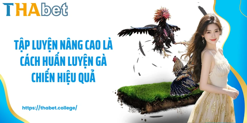 Tập luyện nâng cao là cách huấn luyện gà chiến hiệu quả